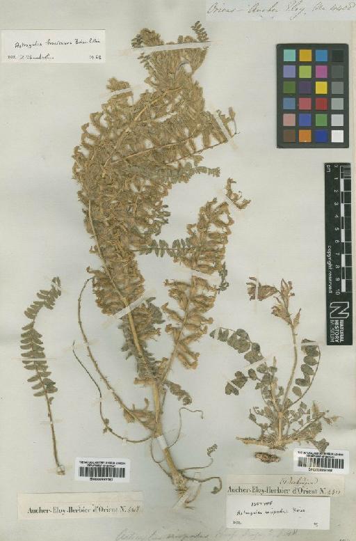 Astragalus eriopodus Boiss. - BM000885167