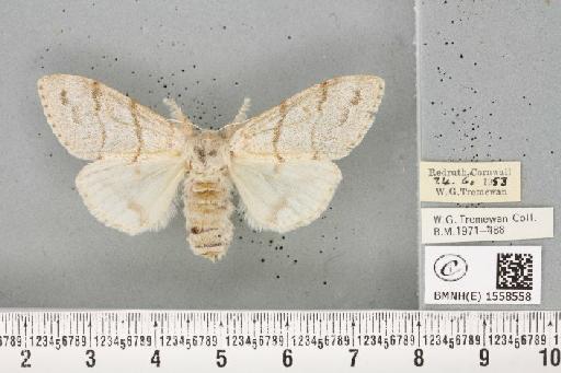 Calliteara pudibunda (Linnaeus, 1758) - BMNHE_1558558_255368