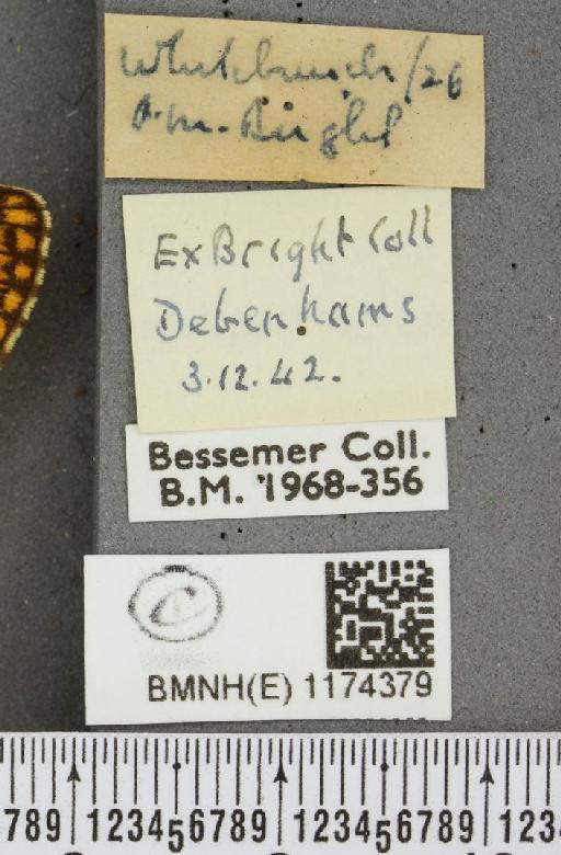 Boloria selene selene ab. extenuata Cabeau, 1922 - BMNHE_1174379_label_29823