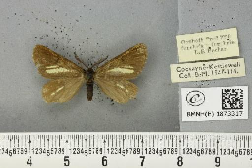 Bupalus piniaria (Linnaeus, 1758) - BMNHE_1873317_489203