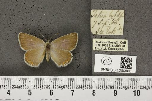 Lysandra bellargus ab. pallida Austin, 1890 - BMNHE_1360866_181622