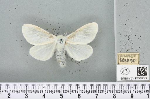 Leucoma salicis (Linnaeus, 1758) - BMNHE_1559753_250873