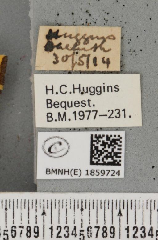 Pseudopanthera macularia (Linnaeus, 1758) - BMNHE_1859724_label_430020