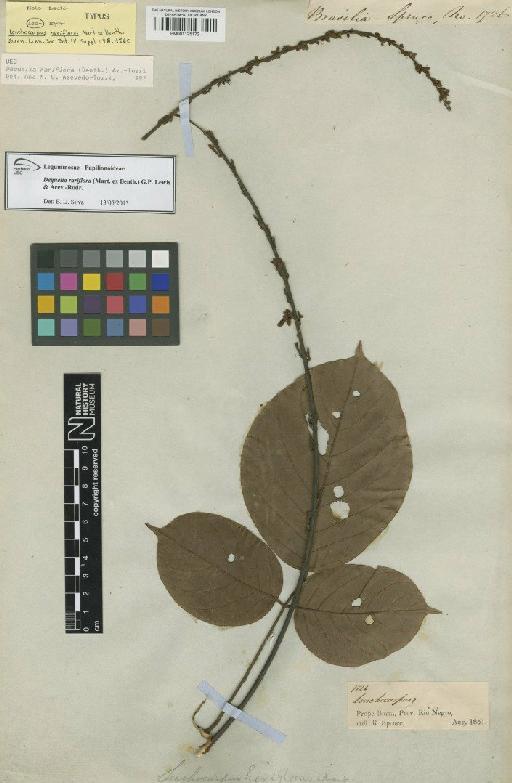 Deguelia rariflora (Mart. ex Benth.) G.P.Lewis & Acev.-Rodr. - BM001125173