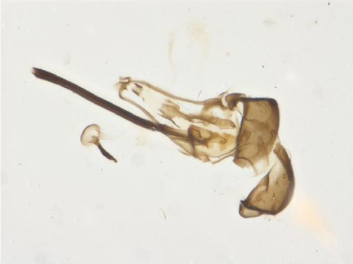 Liriomyza strigosa Spencer, 1963 - Liriomyza strigosa BMNHE 1487912 holotype male terminalia