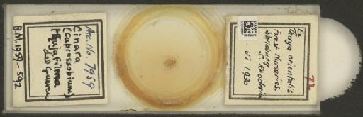 Cinara (Cupressobium) tujafilinus Del Guercio, 1909 - 010129881_112974_1093875