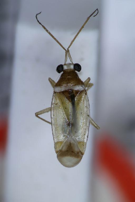 Petasma deira Odhiambo, 1961 - Petasma deira-BMNH(E)1633144-Holotype male dorsal X2 FK