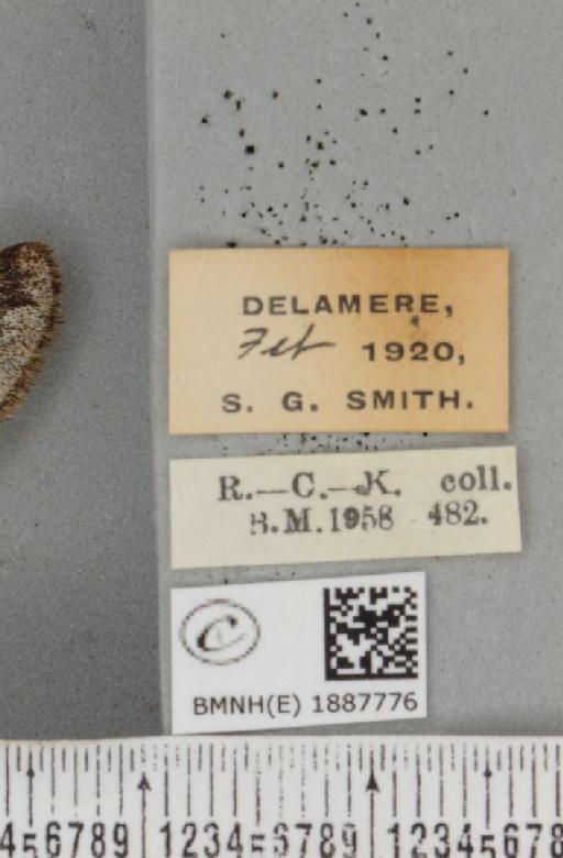 Apocheima hispidaria (Denis & Schiffermüller, 1775) - BMNHE_1887776_label_455149