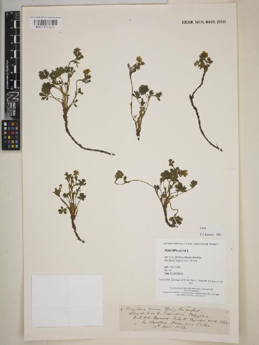 Potentilla verna L. - BM013721273