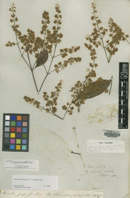 Molopanthera paniculata Turcz. - BM000624660