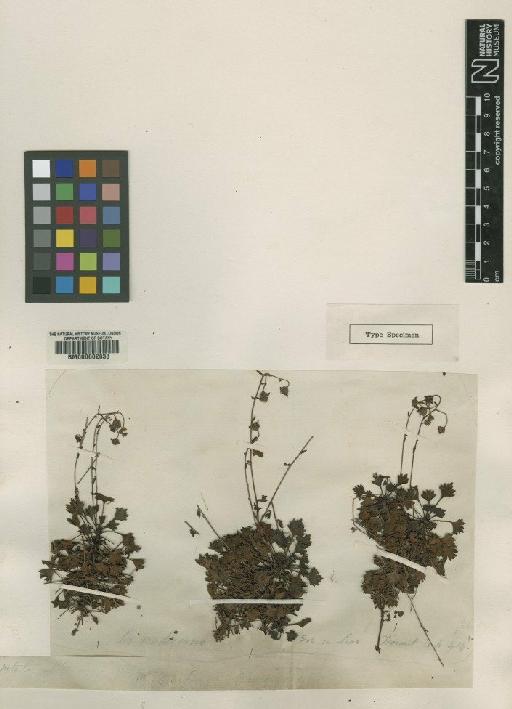 Saxifraga maderensis D.Don - BM000602838 (2)