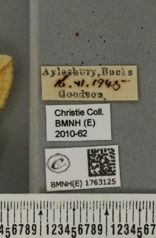 Eulithis mellinata (Fabricius, 1787) - BMNHE_1763125_label_345067