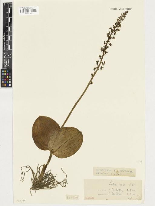 Neottia ovata (L.) Rich. - BM001117326