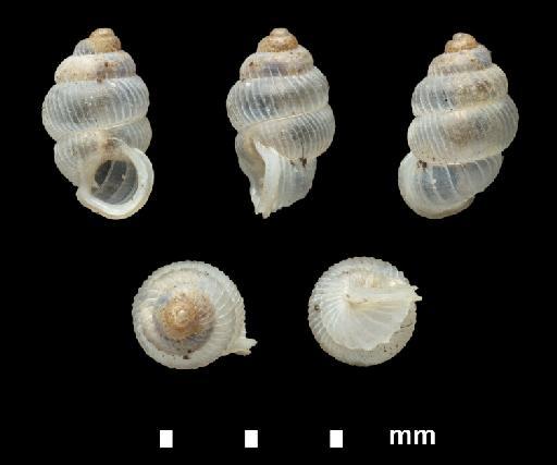 Diplommatina animula Godwin-Austen, 1892 - 1903.7.1.2164, SYNTYPE, Diplommatina animula Godwin-Austen, 1892