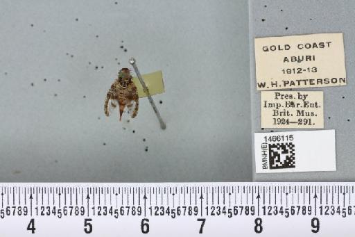 Ceratitis (Pardalaspis) punctata (Wiedemann, 1824) - BMNHE_1466115_40252