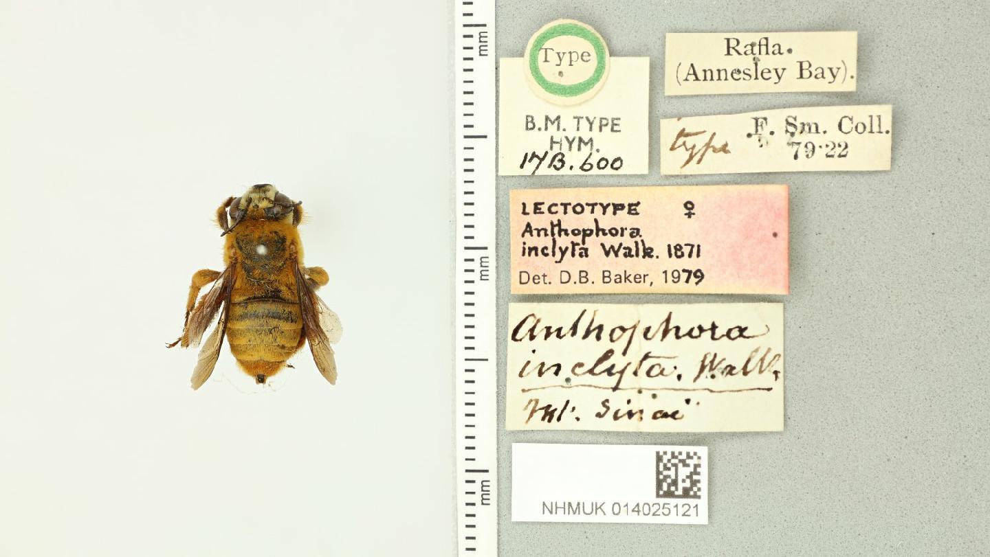 Anthophora inclyta
