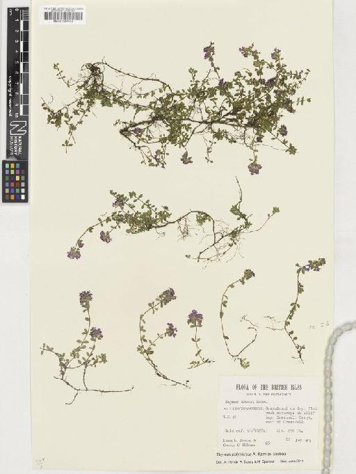 Thymus polytrichus subsp. britannicus (Ronniger) Kerguélen - BM001037019