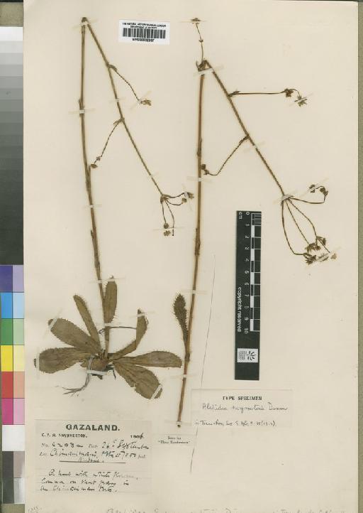 Alepidea swynnertonii Dummer - BM000902687