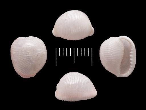 Cypraea vesicularis Gaskoin, 1836 - 1976031_1