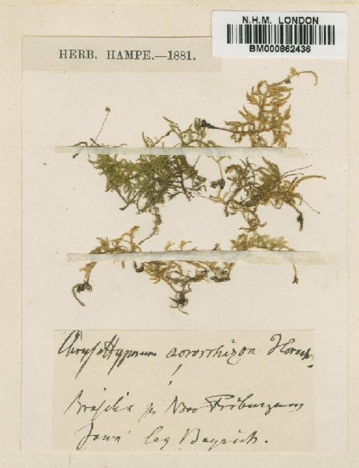 Mittenothamnium langsdorffii (Hook.f.) Cardot - BM000862436
