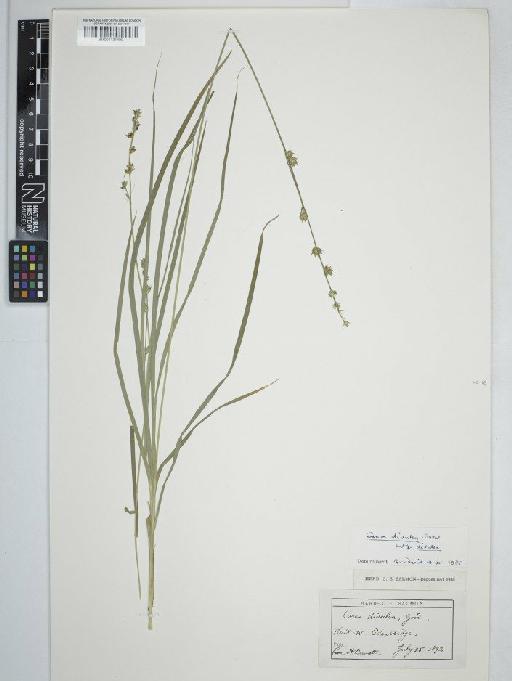 Carex divulsa subsp. divulsa Stokes - BM001003880C