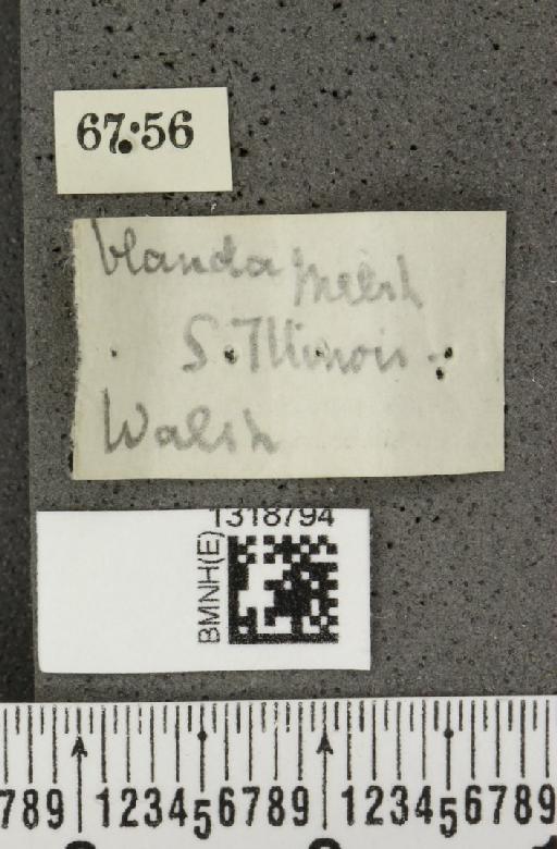 Systena blanda Melsheimer, F.E., 1847 - BMNHE_1318794_label_26423