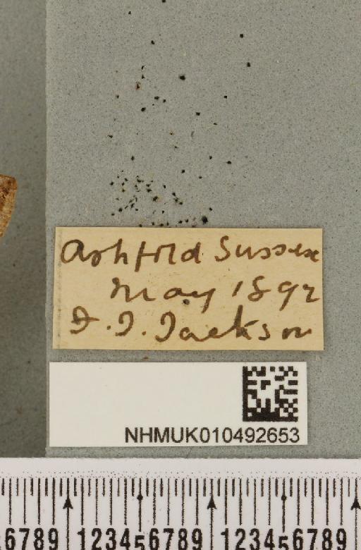 Autographa gamma (Linnaeus, 1758) - NHMUK_010492653_label_548318