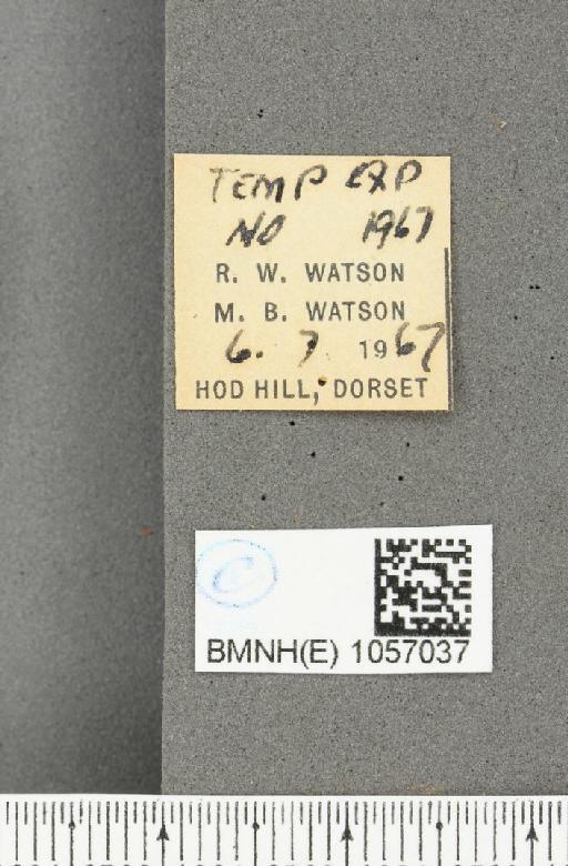 Aglais urticae ab. semiichnusoides Pronin, 1928 - BMNHE_1057037_label_46666