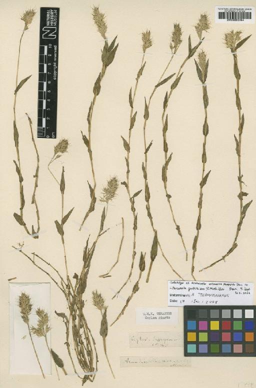 Jansenella griffithiana (Müll.Stuttg.) Bor - BM000959684