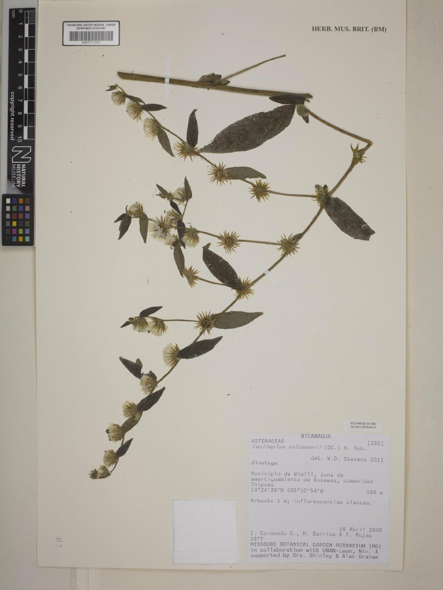 To NHMUK collection (Lepidaploa salzmannii (DC.) H.Rob.; NHMUK:ecatalogue:7974720)