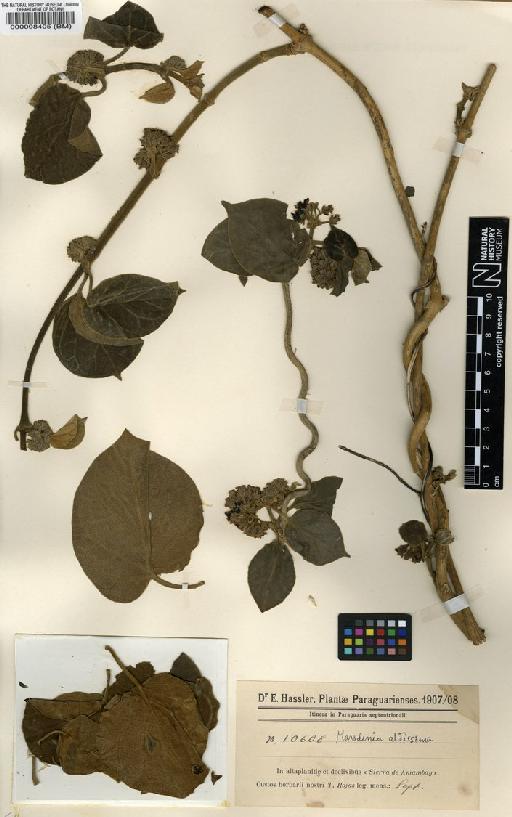 Marsdenia altissima (Jacq.) Dugand - BM000098405