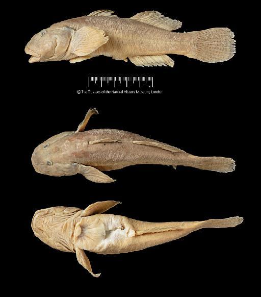 Gobius percivali Boulenger, 1901 - BMNH 1889.2.1.4287, SYNTYPE, Euctenogobius striatus