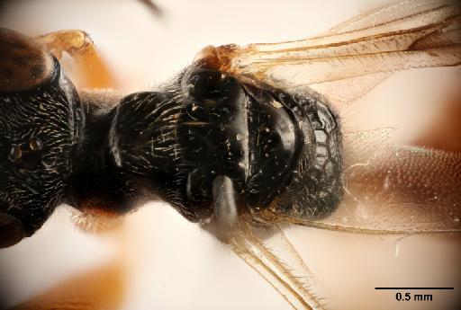 Deinodryinus bolivianus Olmi, 1984 - 012858893_Deinodryinus_bolivianus_HT_dorsal_detail_(a)