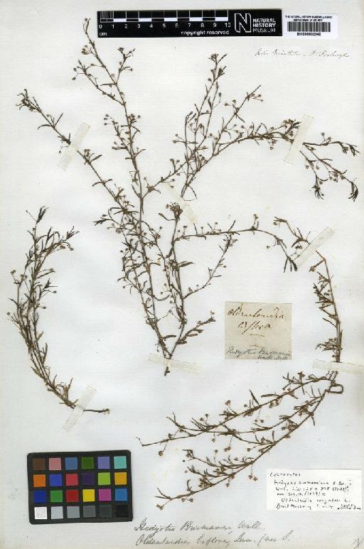 Oldenlandia corymbosa L. - BM000832948