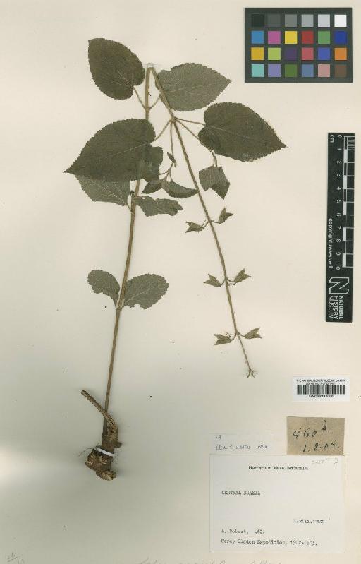 Salvia grewiifolia S.Moore - BM000993036