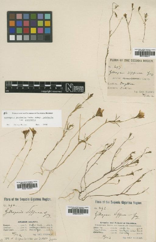 Githopsis pulchella subsp. pulchella Vatke - BM001025276