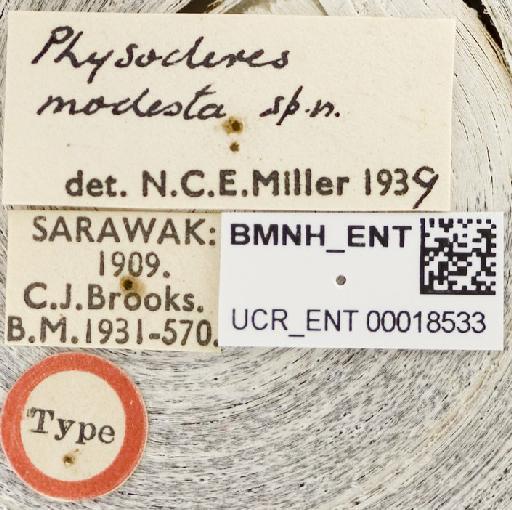 Physoderes modesta Miller, N.C.E., 1940 - Physoderes modesta-BMNH(E)1706293-Holotype male labels UCR_ENT 00018533
