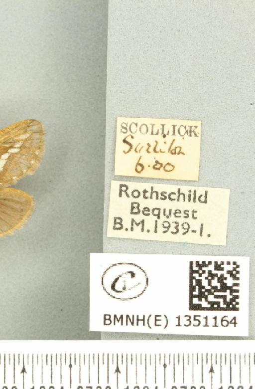 Korscheltellus lupulina ab. dacicus Caradja, 1893 - BMNHE_1351164_label_186274