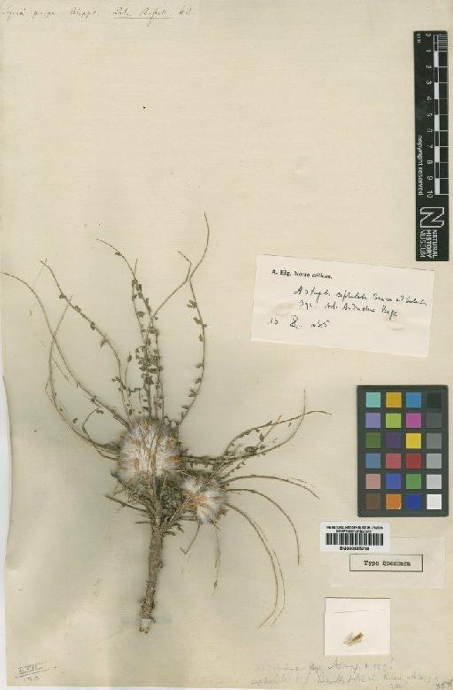 Astragalus cephalotes Banks & Sol. - BM000885214