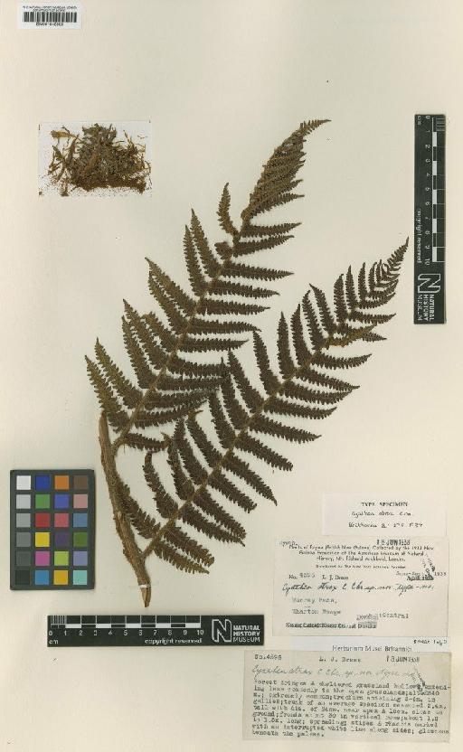 Cyathea atrox C.Chr. - BM001048008