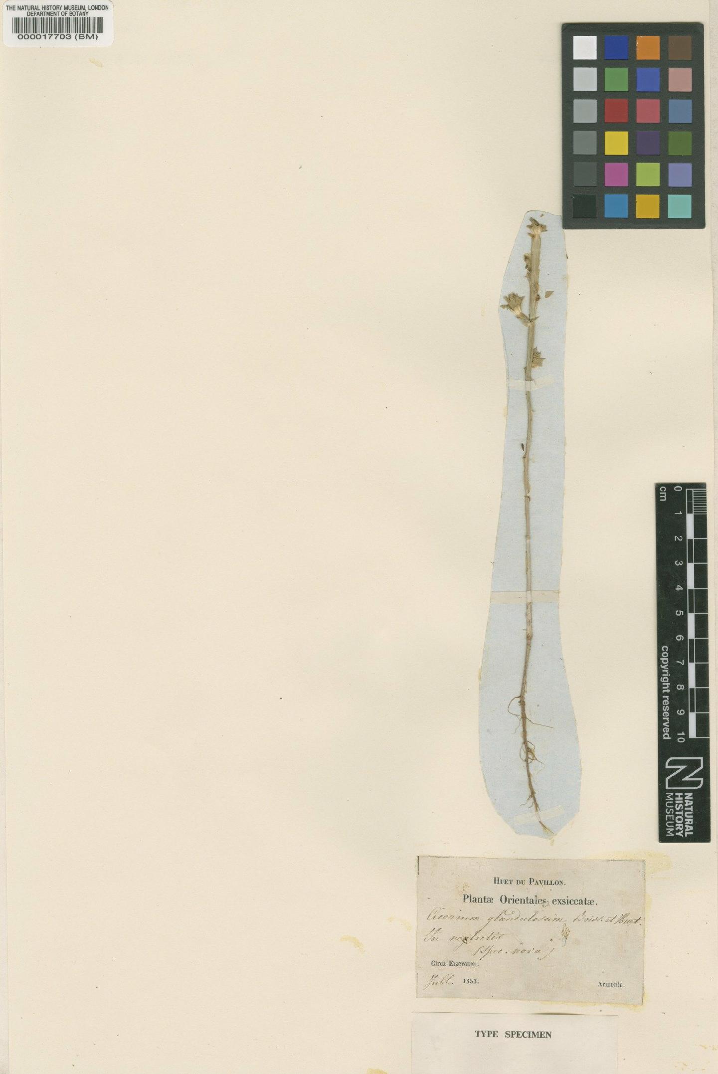 To NHMUK collection (Cichorium glandulosum Boiss. & Huet; Isotype; NHMUK:ecatalogue:481438)