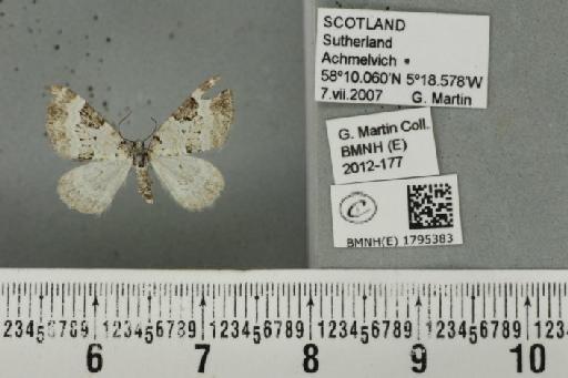 Perizoma blandiata blandiata (Denis & Schiffermüller, 1775) - BMNHE_1795383_372489