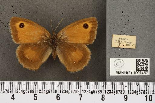Pyronia tithonus britanniae (Verity, 1914) - BMNHE_1091467_1894