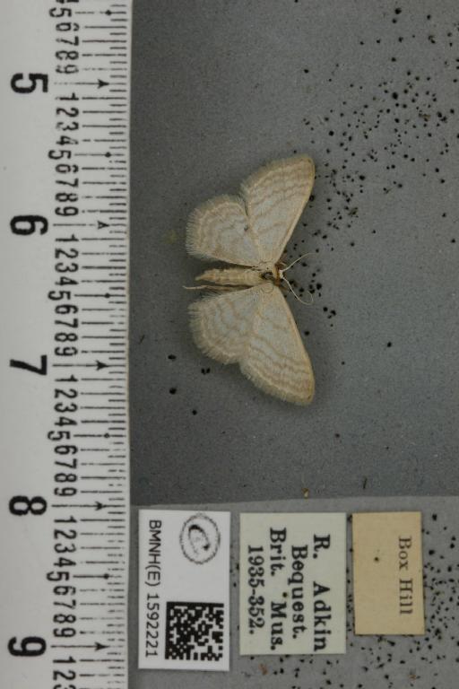 Idaea subsericeata ab. mancuniata Knaggs, 1865 - BMNHE_1592221_263557