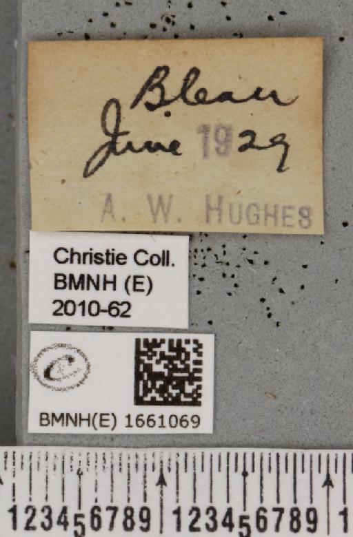 Cybosia mesomella (Linnaeus, 1758) - BMNHE_1661069_label_284752