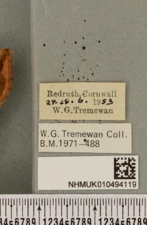 Autographa jota (Linnaeus, 1758) - NHMUK_010494119_label_549751