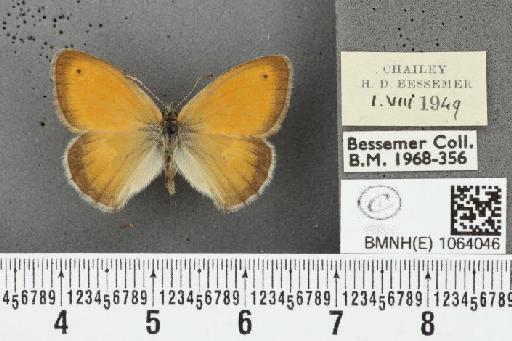 Coenonympha pamphilus ab. semimarginata Rebel, 1924 - BMNHE_1064046_25307