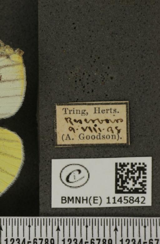 Pieris napi sabellicae Stephens, 1827 - BMNHE_1145842_label_99938