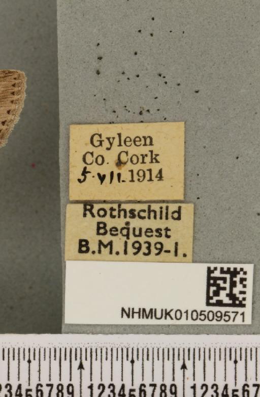 Cucullia absinthii (Linnaeus, 1761) - NHMUK_010509571_label_567276