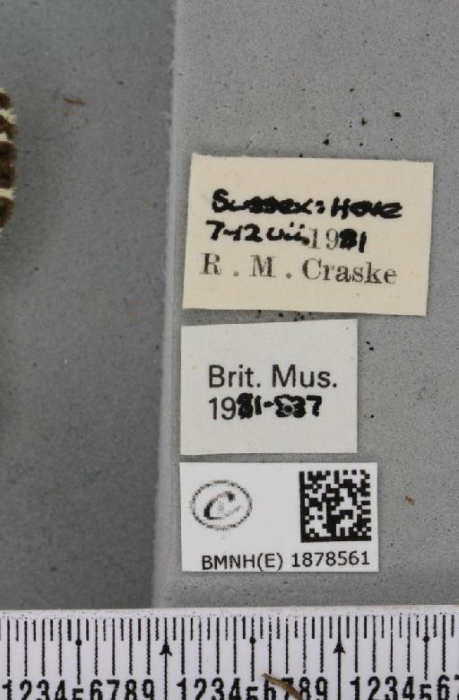 Abraxas grossulariata (Linnaeus, 1758) - BMNHE_1878561_label_437601